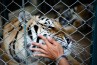 A tiger behind a fence being touched by a man's hand